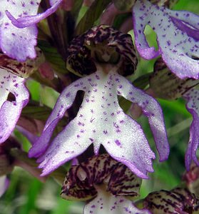 Orchis purpurea (Orchidaceae)  - Orchis pourpre, Grivollée, Orchis casque, Orchis brun - Lady Orchid Aisne [France] 01/05/2003 - 110m