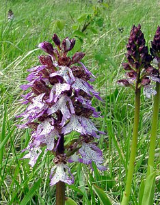 Orchis purpurea (Orchidaceae)  - Orchis pourpre, Grivollée, Orchis casque, Orchis brun - Lady Orchid Aisne [France] 01/05/2003 - 110m