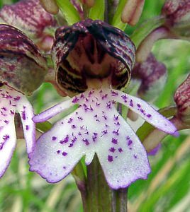 Orchis purpurea (Orchidaceae)  - Orchis pourpre, Grivollée, Orchis casque, Orchis brun - Lady Orchid Aisne [France] 01/05/2003 - 110m