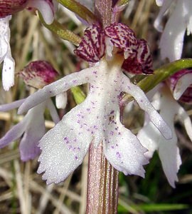 Orchis purpurea (Orchidaceae)  - Orchis pourpre, Grivollée, Orchis casque, Orchis brun - Lady Orchid Aisne [France] 01/05/2003 - 110m