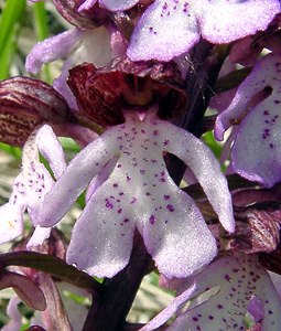 Orchis purpurea (Orchidaceae)  - Orchis pourpre, Grivollée, Orchis casque, Orchis brun - Lady Orchid Aisne [France] 01/05/2003 - 110m