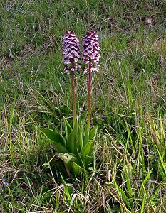 Orchis purpurea (Orchidaceae)  - Orchis pourpre, Grivollée, Orchis casque, Orchis brun - Lady Orchid Seine-Maritime [France] 10/05/2003 - 180m