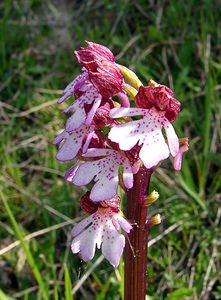 Orchis purpurea (Orchidaceae)  - Orchis pourpre, Grivollée, Orchis casque, Orchis brun - Lady Orchid Seine-Maritime [France] 10/05/2003 - 180m