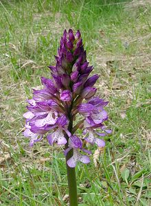 Orchis purpurea (Orchidaceae)  - Orchis pourpre, Grivollée, Orchis casque, Orchis brun - Lady Orchid Seine-Maritime [France] 10/05/2003 - 180m