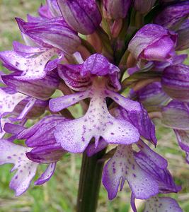 Orchis purpurea (Orchidaceae)  - Orchis pourpre, Grivollée, Orchis casque, Orchis brun - Lady Orchid Seine-Maritime [France] 10/05/2003 - 180m