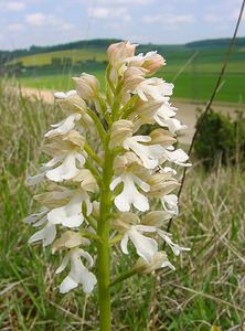 Orchis purpurea (Orchidaceae)  - Orchis pourpre, Grivollée, Orchis casque, Orchis brun - Lady Orchid Seine-Maritime [France] 10/05/2003 - 110m