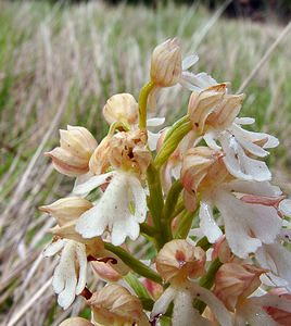 Orchis purpurea (Orchidaceae)  - Orchis pourpre, Grivollée, Orchis casque, Orchis brun - Lady Orchid Seine-Maritime [France] 10/05/2003 - 110m