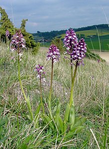 Orchis purpurea (Orchidaceae)  - Orchis pourpre, Grivollée, Orchis casque, Orchis brun - Lady Orchid Seine-Maritime [France] 10/05/2003 - 110m