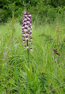 Orchis purpurea (Orchidaceae)  - Orchis pourpre, Grivollée, Orchis casque, Orchis brun - Lady Orchid Aisne [France] 25/05/2003 - 110m