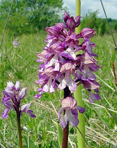 Orchis x hybrida (Orchidaceae)  - Orchis hybrideOrchis militaris x Orchis purpurea. Seine-Maritime [France] 10/05/2003 - 170m