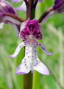 Orchis x hybrida (Orchidaceae)  - Orchis hybrideOrchis militaris x Orchis purpurea. Seine-Maritime [France] 10/05/2003 - 170m