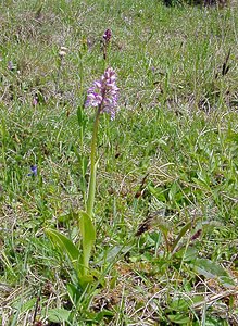 Orchis x hybrida (Orchidaceae)  - Orchis hybrideOrchis militaris x Orchis purpurea. Seine-Maritime [France] 10/05/2003 - 170m