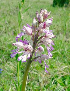 Orchis x hybrida (Orchidaceae)  - Orchis hybrideOrchis militaris x Orchis purpurea. Seine-Maritime [France] 10/05/2003 - 170m