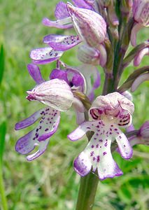 Orchis x hybrida (Orchidaceae)  - Orchis hybrideOrchis militaris x Orchis purpurea. Seine-Maritime [France] 10/05/2003 - 170m