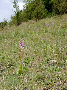 Orchis x hybrida (Orchidaceae)  - Orchis hybrideOrchis militaris x Orchis purpurea. Seine-Maritime [France] 10/05/2003 - 170m