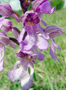Orchis x hybrida (Orchidaceae)  - Orchis hybrideOrchis militaris x Orchis purpurea. Seine-Maritime [France] 10/05/2003 - 170m