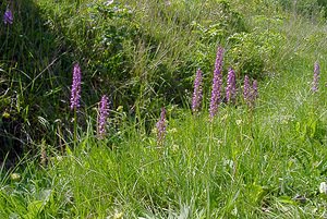 Orchis x spuria (Orchidaceae)  - Orchis bâtardOrchis anthropophora x Orchis militaris. Cote-d'Or [France] 29/05/2003 - 520m