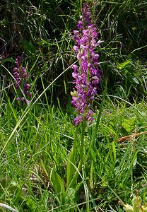 Orchis x spuria (Orchidaceae)  - Orchis bâtardOrchis anthropophora x Orchis militaris. Cote-d'Or [France] 29/05/2003 - 520m