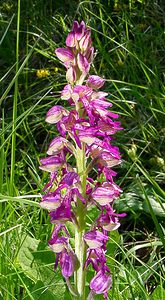 Orchis x spuria (Orchidaceae)  - Orchis bâtardOrchis anthropophora x Orchis militaris. Cote-d'Or [France] 29/05/2003 - 520m