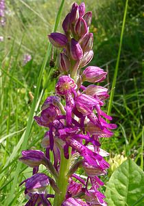 Orchis x spuria (Orchidaceae)  - Orchis bâtardOrchis anthropophora x Orchis militaris. Cote-d'Or [France] 29/05/2003 - 520m