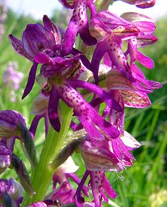 Orchis x spuria (Orchidaceae)  - Orchis bâtardOrchis anthropophora x Orchis militaris. Cote-d'Or [France] 29/05/2003 - 520m