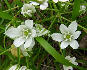 Ornithogalum umbellatum (Asparagaceae)  - Ornithogale en ombelle, Dame-d'onze-heures - Garden Star-of-Bethlehem Aisne [France] 25/05/2003 - 140m