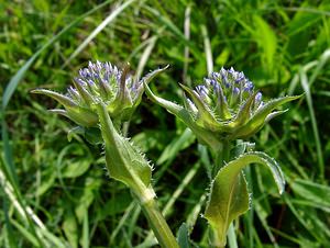 Phyteuma orbiculare (Campanulaceae)  - Raiponce orbiculaire - Round-headed Rampion Cote-d'Or [France] 29/05/2003 - 520m