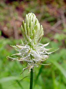 Phyteuma spicatum (Campanulaceae)  - Raiponce en épi - Spiked Rampion Cote-d'Or [France] 29/05/2003 - 370m