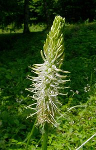 Phyteuma spicatum (Campanulaceae)  - Raiponce en épi - Spiked Rampion Cote-d'Or [France] 30/05/2003 - 310m