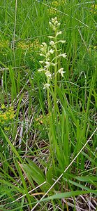 Platanthera bifolia (Orchidaceae)  - Platanthère à deux feuilles, Platanthère à fleurs blanches - Lesser Butterfly-orchid Aisne [France] 25/05/2003 - 110m