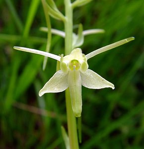 Platanthera bifolia (Orchidaceae)  - Platanthère à deux feuilles, Platanthère à fleurs blanches - Lesser Butterfly-orchid Aisne [France] 25/05/2003 - 110mForme ? trois ?perons.