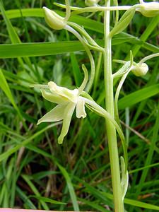 Platanthera bifolia (Orchidaceae)  - Platanthère à deux feuilles, Platanthère à fleurs blanches - Lesser Butterfly-orchid Aisne [France] 25/05/2003 - 110mForme ? trois ?perons.