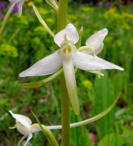 Platanthera bifolia (Orchidaceae)  - Platanthère à deux feuilles, Platanthère à fleurs blanches - Lesser Butterfly-orchid Cote-d'Or [France] 29/05/2003 - 500m