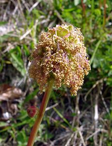 Poterium sanguisorba (Rosaceae)  - Petite sanguisorbe, Petite pimprenelle Seine-Maritime [France] 10/05/2003 - 180m