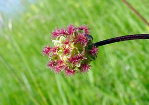 Poterium sanguisorba (Rosaceae)  - Petite sanguisorbe, Petite pimprenelle Cote-d'Or [France] 30/05/2003 - 450m