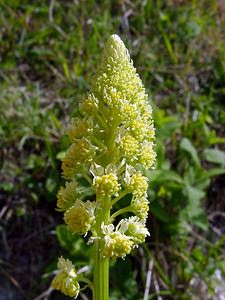 Reseda lutea (Resedaceae)  - Réséda jaune, Réséda bâtard - Wild Mignonette Seine-Maritime [France] 10/05/2003 - 180m