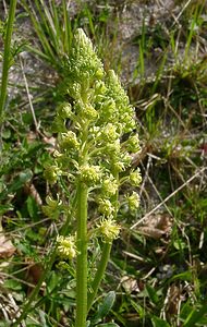 Reseda lutea (Resedaceae)  - Réséda jaune, Réséda bâtard - Wild Mignonette Seine-Maritime [France] 10/05/2003 - 180m