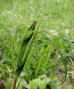 Tragopogon pratensis (Asteraceae)  - Salsifis des prés - Goat's-beard Aisne [France] 24/05/2003 - 100m