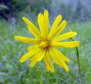 Tragopogon pratensis (Asteraceae)  - Salsifis des prés - Goat's-beard Aisne [France] 24/05/2003 - 100m