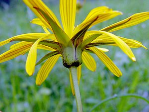 Tragopogon pratensis (Asteraceae)  - Salsifis des prés - Goat's-beard Aisne [France] 24/05/2003 - 100m