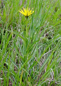 Tragopogon pratensis (Asteraceae)  - Salsifis des prés - Goat's-beard Aisne [France] 24/05/2003 - 100m