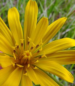 Tragopogon pratensis (Asteraceae)  - Salsifis des prés - Goat's-beard Aisne [France] 25/05/2003 - 140m