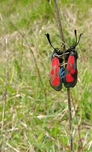 Zygaena loti (Zygaenidae)  - Zygène du Lotier, la Zygène du Fer-à-Cheval, Zygène de la Faucille, Zygène de lHippocrepis - Slender Scotch Burnet Seine-Maritime [France] 10/05/2003 - 170m