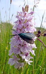 Adscita statices (Zygaenidae)  - Procris de l'Oseille, Turquoise de la Sarcille, Turqoise commune - Forester Pas-de-Calais [France] 14/06/2003 - 20msur Dactylorhiza maculata