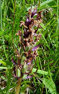 Anacamptis morio (Orchidaceae)  - Anacamptide bouffon, Orchis bouffon Pas-de-Calais [France] 14/06/2003 - 80m