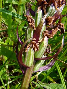 Anacamptis morio (Orchidaceae)  - Anacamptide bouffon, Orchis bouffon Pas-de-Calais [France] 14/06/2003 - 80m
