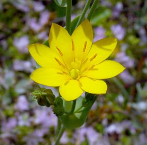 Blackstonia perfoliata (Gentianaceae)  - Blackstonie perfoliée, Chlorette, Chlore perfoliée - Yellow-wort Pas-de-Calais [France] 28/06/2003 - 10m