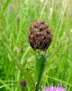 Centaurea nigra (Asteraceae)  - Centaurée noire Pas-de-Calais [France] 14/06/2003 - 40m