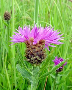 Centaurea nigra (Asteraceae)  - Centaurée noire Pas-de-Calais [France] 14/06/2003 - 40m