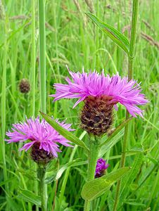 Centaurea nigra (Asteraceae)  - Centaurée noire Pas-de-Calais [France] 14/06/2003 - 40m